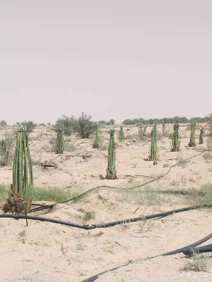 زراعه نخيل عربي واشنطني واعمال الشبوك وتوريدها 4