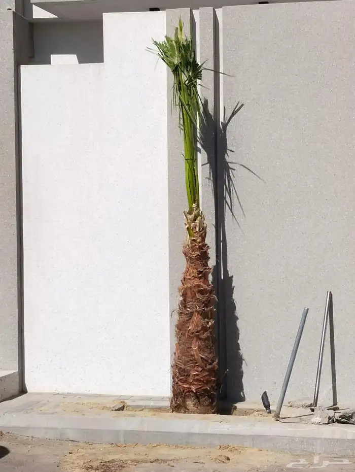 زراعه نخيل عربي واشنطني واعمال الشبوك وتوريدها 2