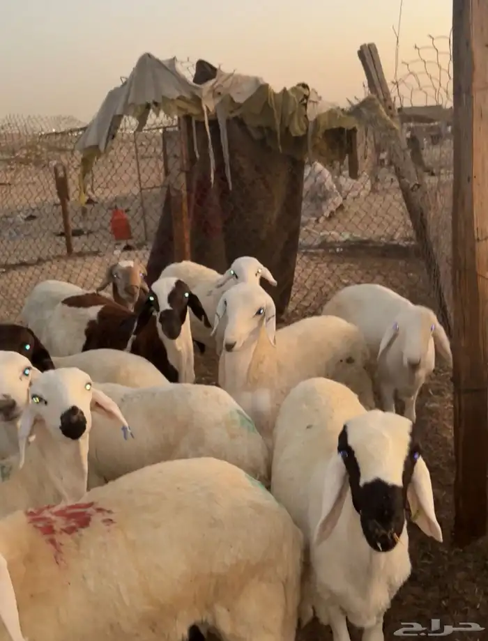 ذبيح سواكن للبيع مع اذبح وتوصيل 0