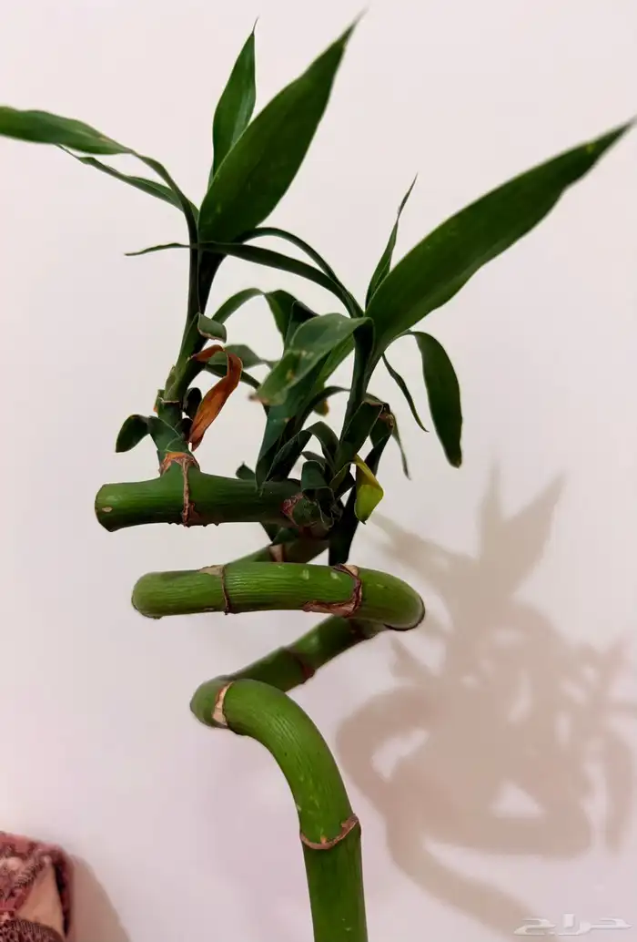 حوض سمك للبيع 2