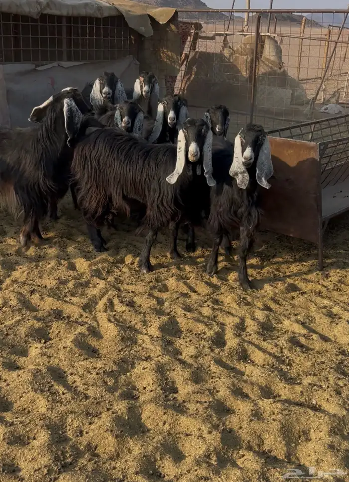 معزا صنف طيبه وجروم طيبه 2