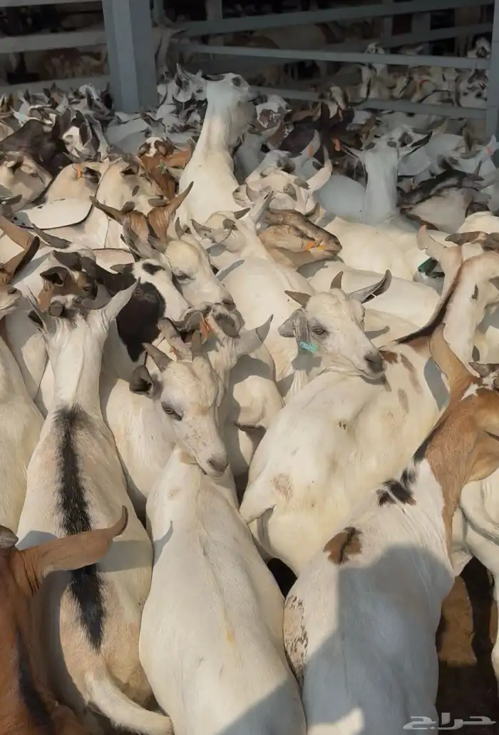 تيوس مستورد ابها طريق الملك 1