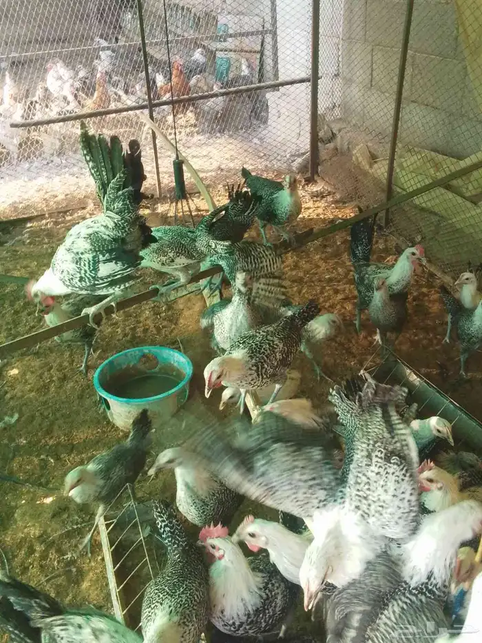 صوص فيومي عمر ثلاثه اشهور 0