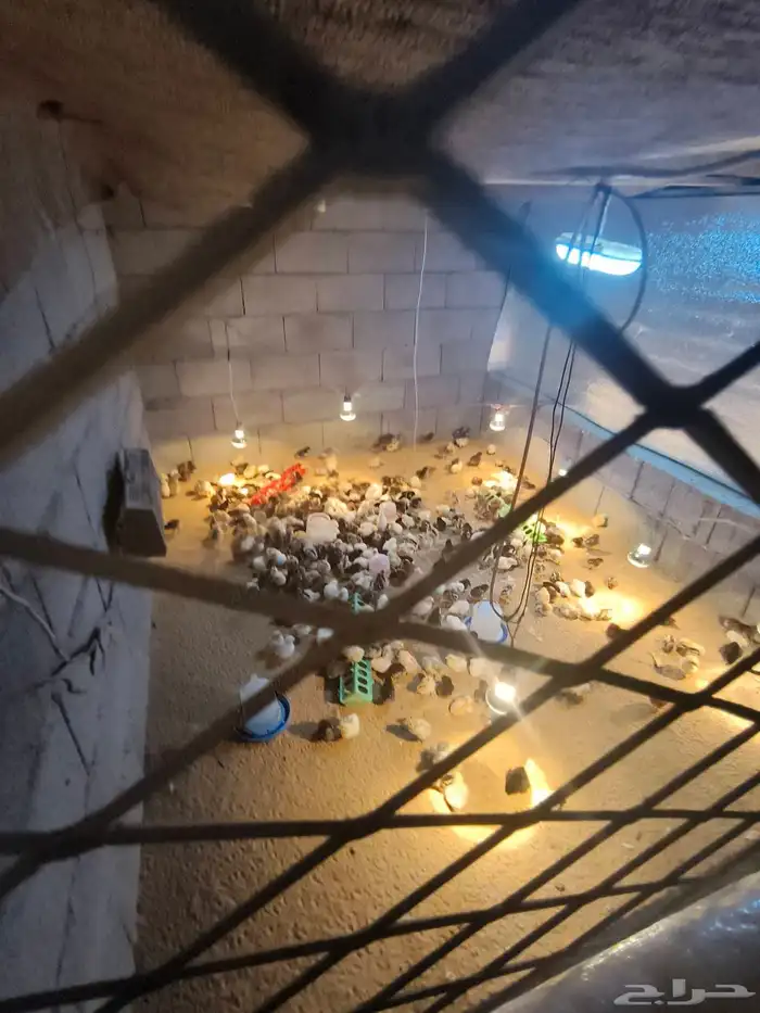 صيصان بلدي 1