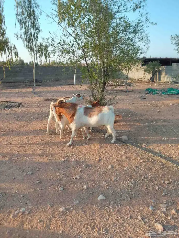 تيس بورقت مهجن 0