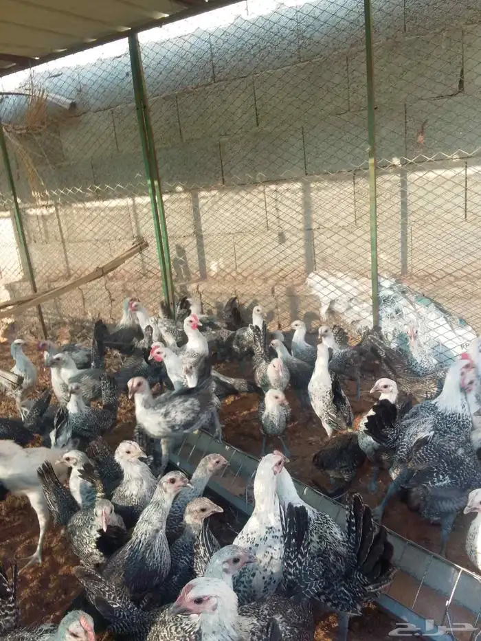 صوص فيومي عمر ثلاثه اشهور 3