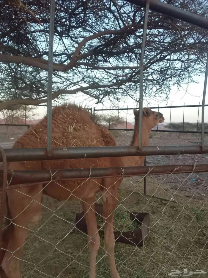 قعود على البرسيم وشعير وحليب شرط نضيفه 0