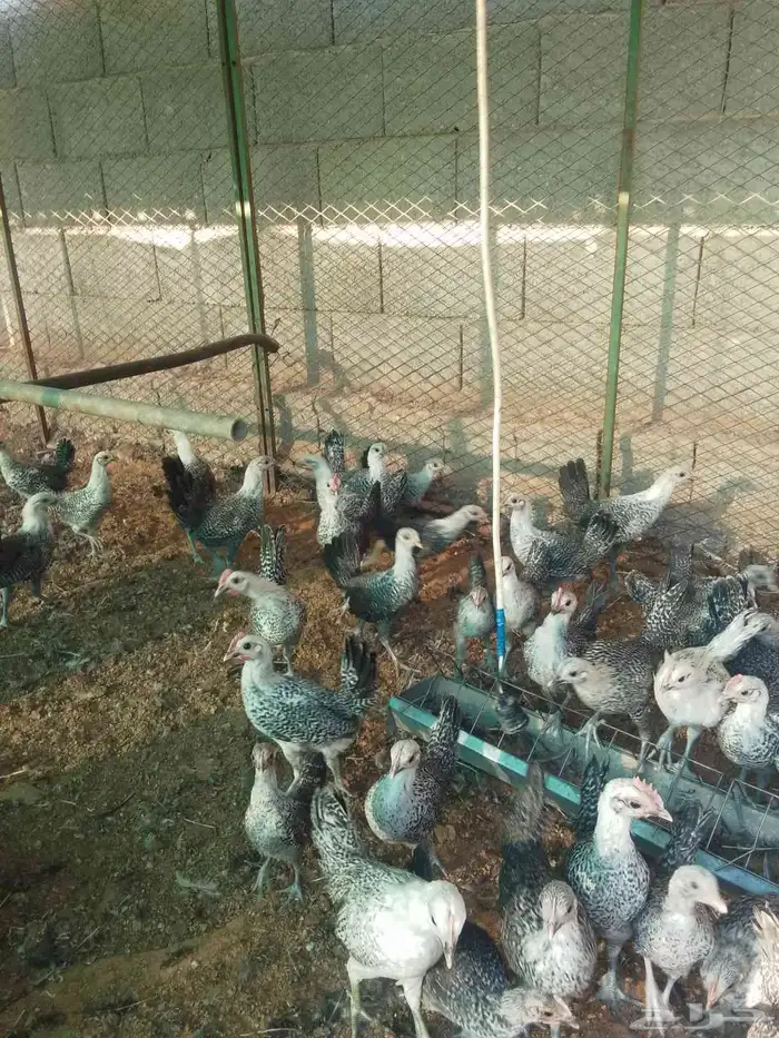 صوص فيومي عمر ثلاثه اشهور 1