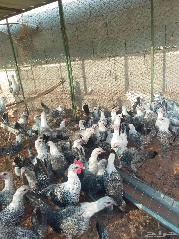 صوص فيومي عمر ثلاثه اشهور 2