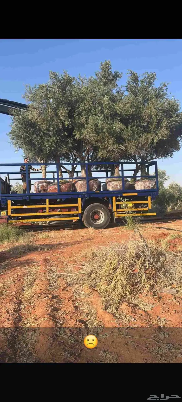 زيتون معمر لتوصل علا 9