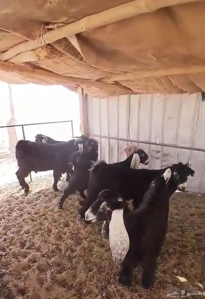 اتيوس واجفار عوارض 0