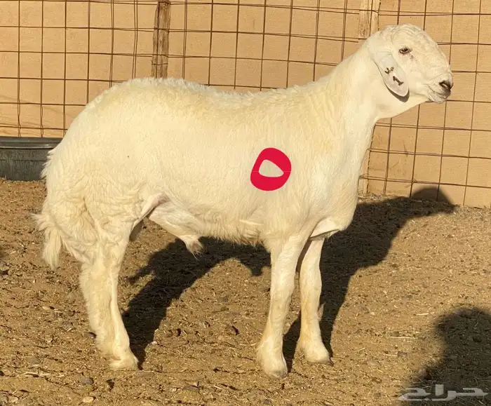 مشاريع فحول ضغط عالي 5