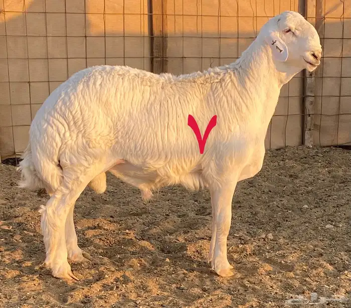 مشاريع فحول ضغط عالي 0