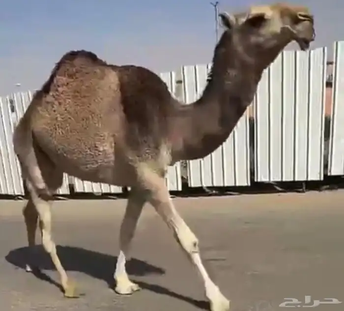 بكره عونيه على بعير بادي ابن اوديد. على طيحان 0