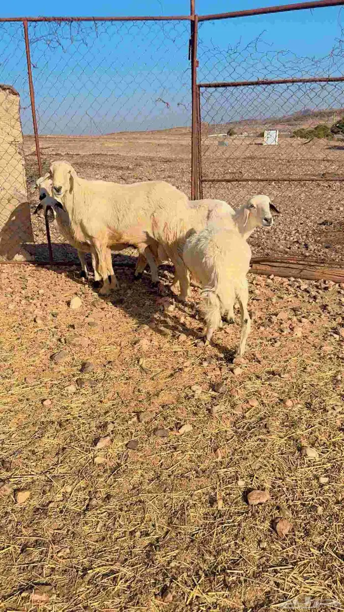 خمس ضان دفيع 1