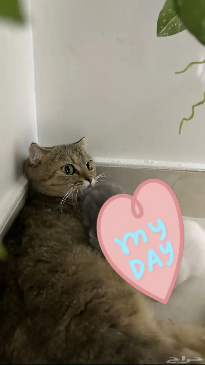 قطة أنثى سكوتش فولد للتبني 0