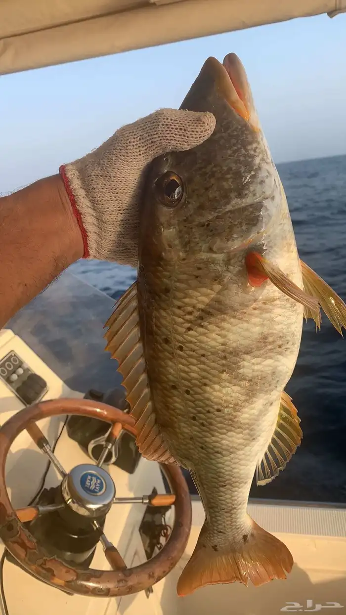 بحر جدة   رحلات صيد عيش المغامرة وسط البحر   صيد الاسماك 2