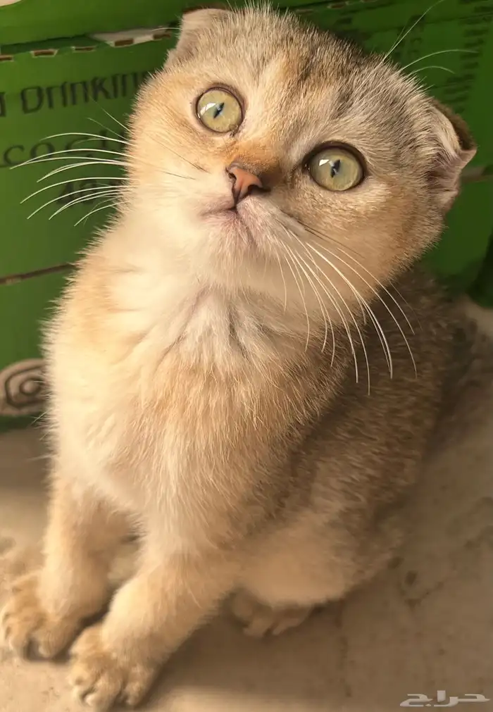 كيتن سكوتش فولد (ذكر-شهرين ونص) 1