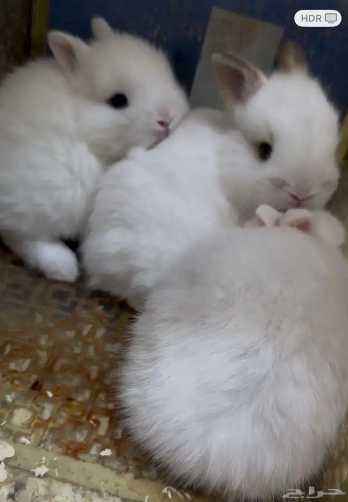 أرنب هولندي   قزم 2