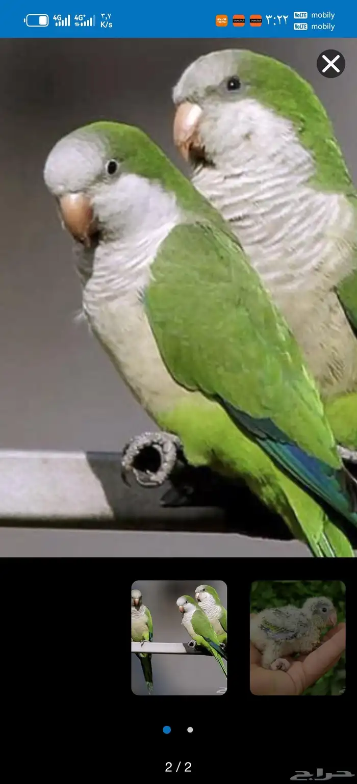 كويكر أخضر مفقود 0