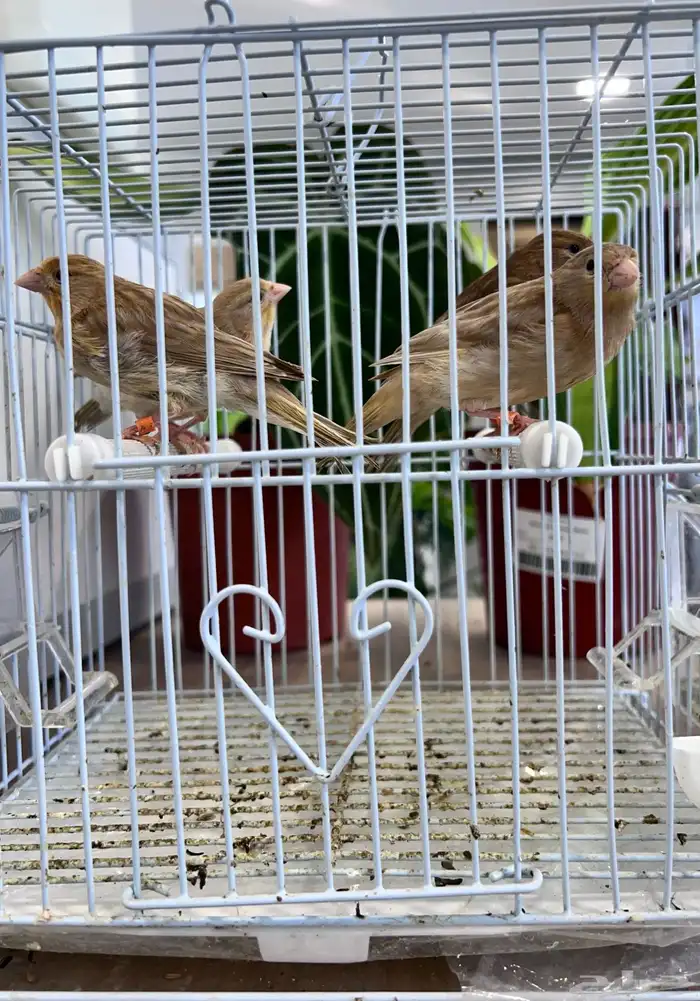 4 فروخ كناري ( تم البيع ) 26