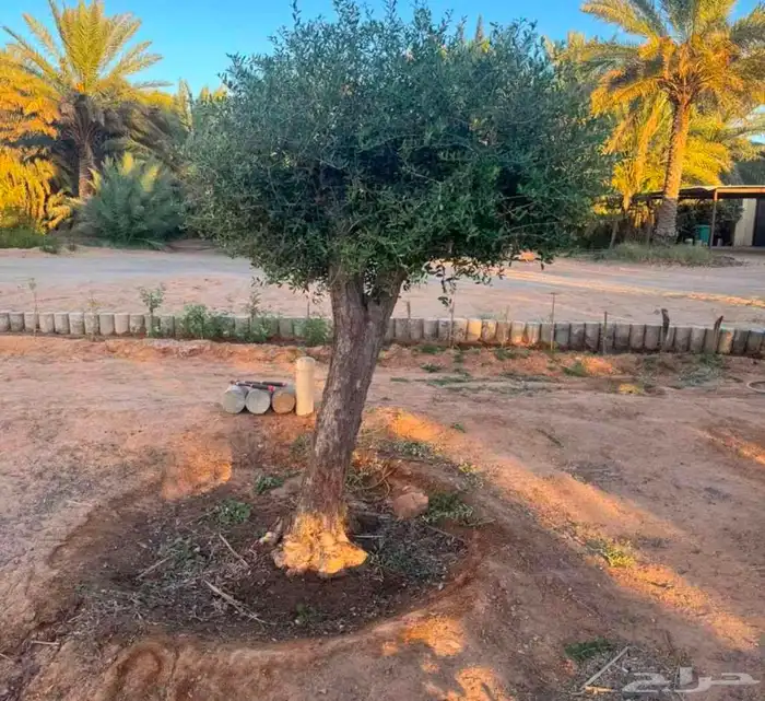 يرجاالتواصل واتساب 0