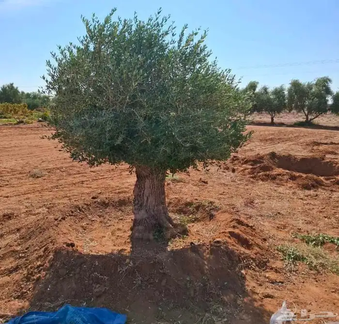 يرجاالتواصل واتساب 5