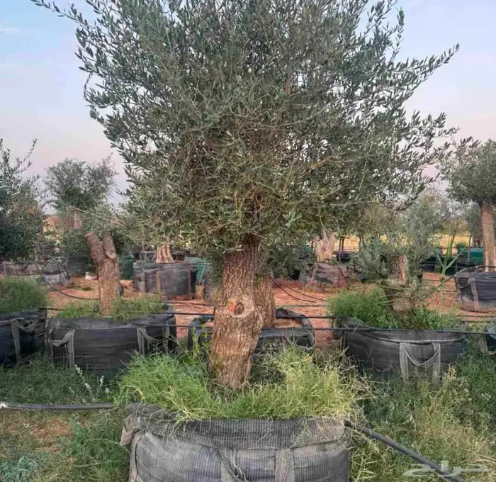 يرجاالتواصل واتساب 6