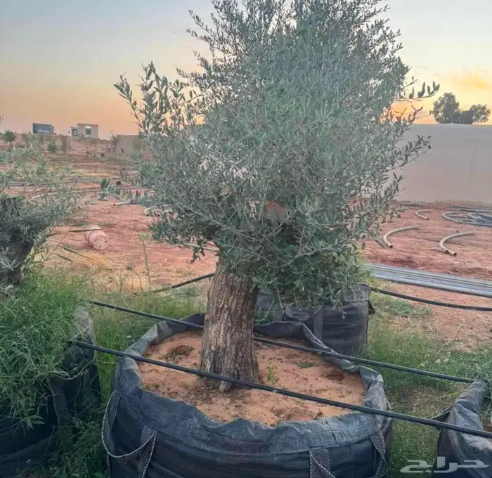 يرجاالتواصل واتساب 4