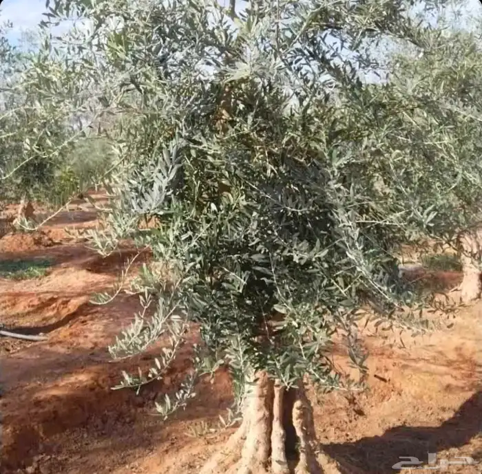 يرجاالتواصل واتساب 2