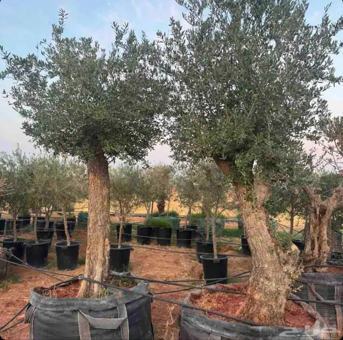 يرجاالتواصل واتساب 8