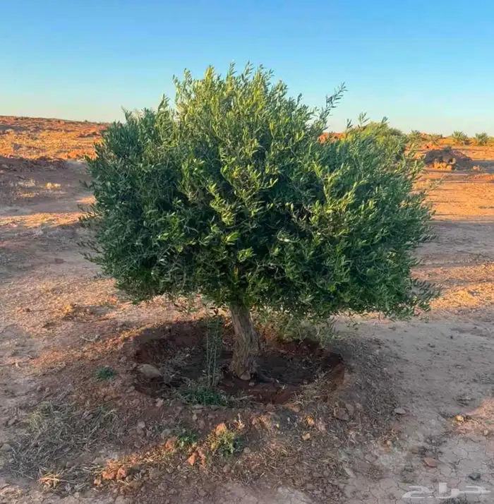 يرجاالتواصل واتساب 1