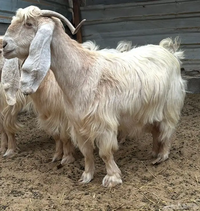 معزا عارضية فاخرة 4