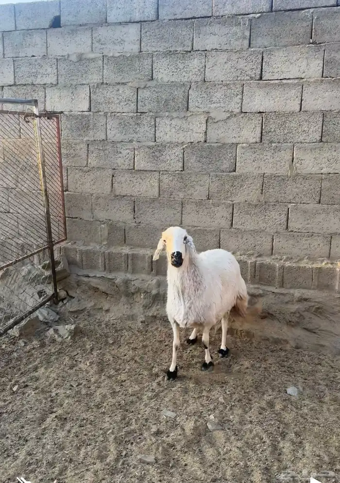 للبيع نعجه حايل كفو 1