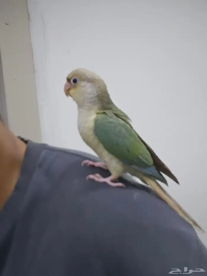 كنيور تركواز 2