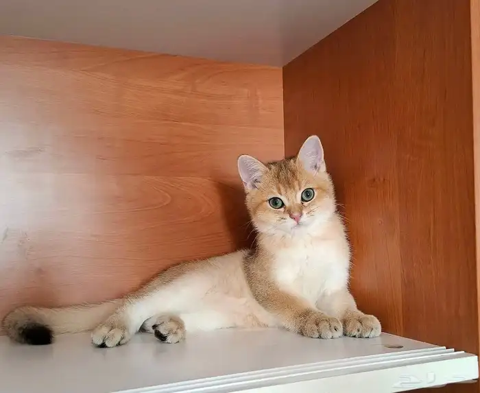 قط سكوتش ستريت للبيع 1