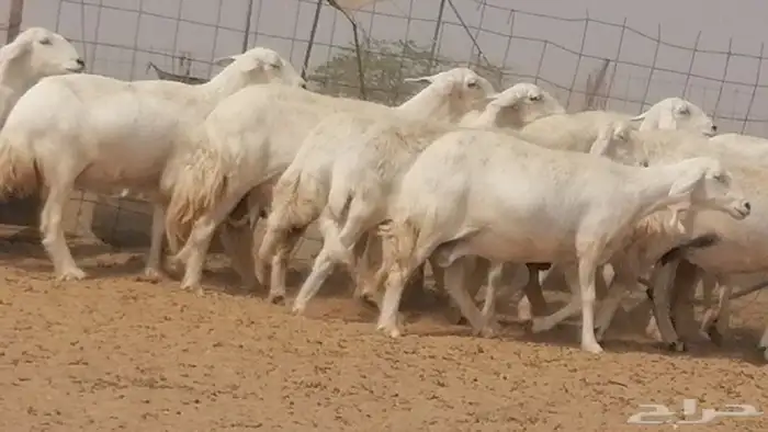 غنم حرية حرش دفع ضان حريات جروم 18 رأس طائفية 13