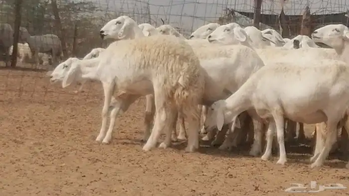 غنم حرية حرش دفع ضان حريات جروم 18 رأس طائفية 2