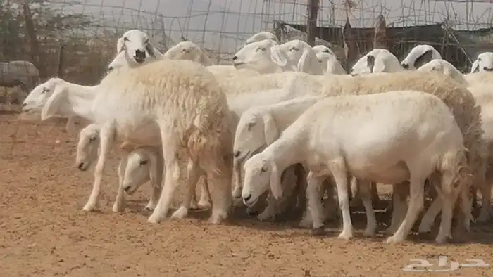 غنم حرية حرش دفع ضان حريات جروم 18 رأس طائفية 0