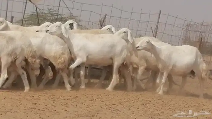 غنم حرية حرش دفع ضان حريات جروم 18 رأس طائفية 15