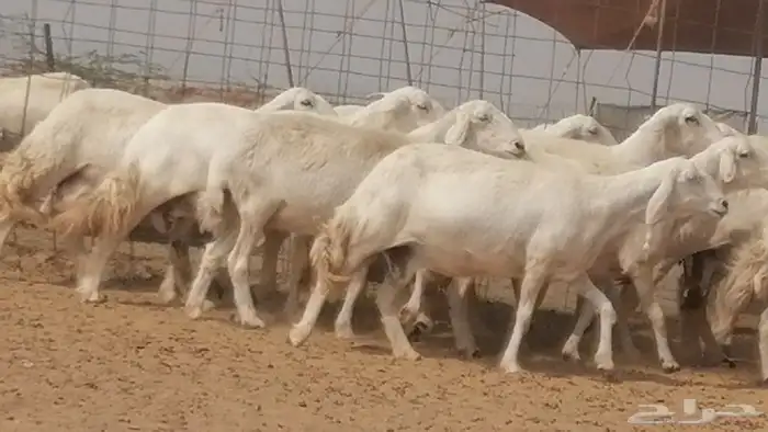 غنم حرية حرش دفع ضان حريات جروم 18 رأس طائفية 9