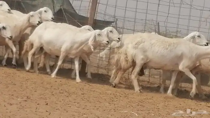 غنم حرية حرش دفع ضان حريات جروم 18 رأس طائفية 21