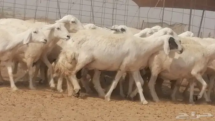 غنم حرية حرش دفع ضان حريات جروم 18 رأس طائفية 6