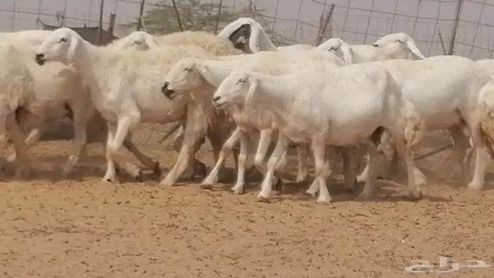 غنم حرية حرش دفع ضان حريات جروم 18 رأس طائفية 8