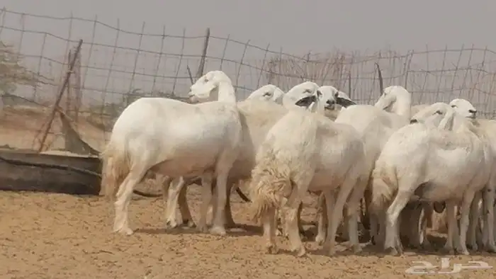 غنم حرية حرش دفع ضان حريات جروم 18 رأس طائفية 3