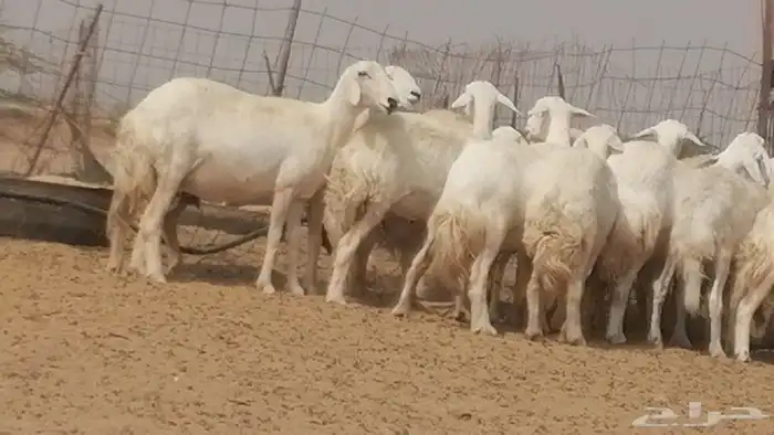 غنم حرية حرش دفع ضان حريات جروم 18 رأس طائفية 11