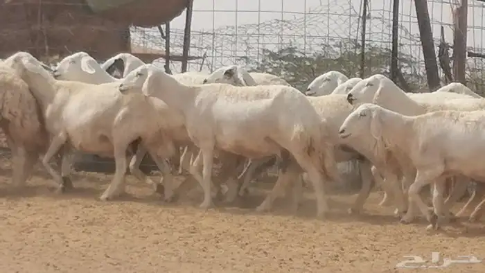 غنم حرية حرش دفع ضان حريات جروم 18 رأس طائفية 30
