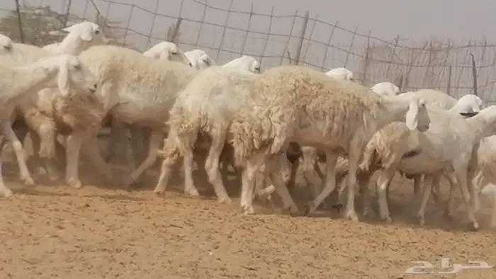 غنم حرية حرش دفع ضان حريات جروم 18 رأس طائفية 22