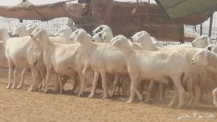 غنم حرية حرش دفع ضان حريات جروم 18 رأس طائفية 1