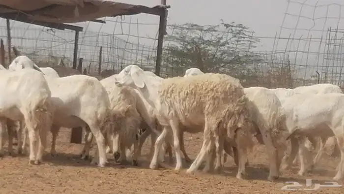 غنم حرية حرش دفع ضان حريات جروم 18 رأس طائفية 35